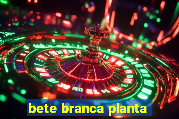 bete branca planta