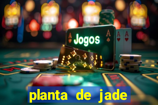 planta de jade significado espiritual